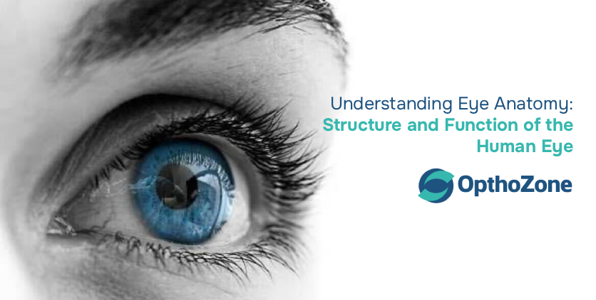 Understanding Eye Anatomy: Structure and Function of the Human Eye