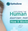 Exploring the Human Eye Anatomy, Parts, and How It Works