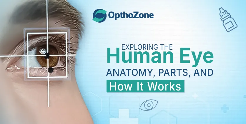 Exploring the Human Eye Anatomy, Parts, and How It Works
